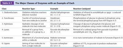Table of major enzyme classes