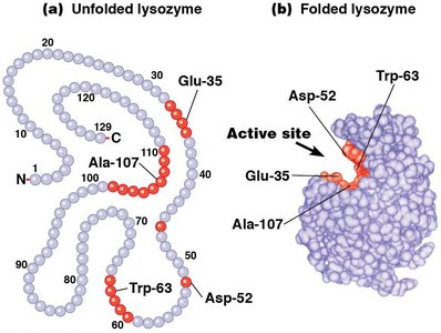 Unfolded and folded lysozyme showing active site