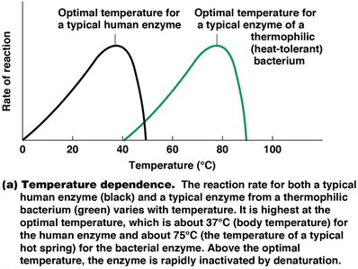 Enzyme with cofactor