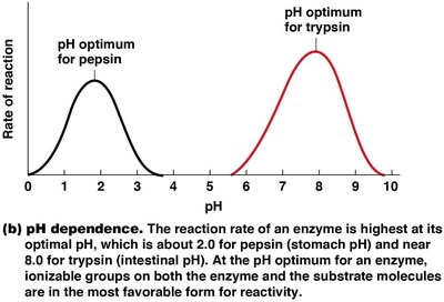 Enzyme with coenzyme