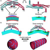 BAR domain proteins and membrane curvature