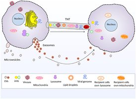 Vesicles and tunneling nanotubes