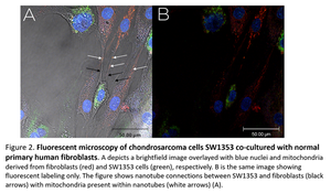 Fluorescent microscopy of nanotubes between cells