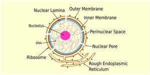 Nuclear envelope structure