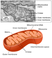 Mitochondrial double membrane structure