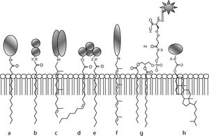 Types of membrane protein anchoring