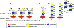 Blood group antigens as glycoproteins