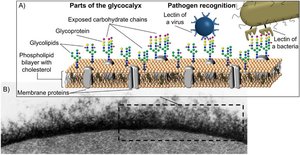 Glycocalyx structure and function