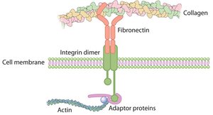 Membrane protein interaction with ECM and cytoskeleton