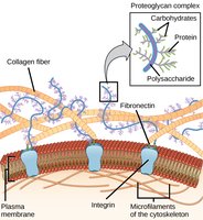 Integrin-mediated linkage between ECM and cytoskeleton