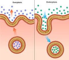 Endocytosis and exocytosis mechanisms