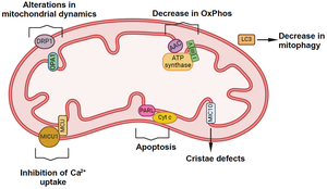 Cardiolipin effects on mitochondrial processes