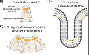 Cardiolipin structure and its effect on membrane curvature