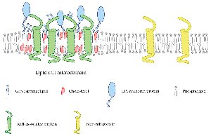Lipid raft microdomain structure
