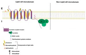 Lipid raft and non-raft microdomain comparison