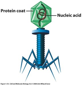 Virus structure