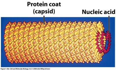 Capsid and nucleic acid in virus