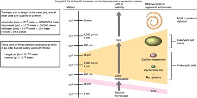 Relative sizes of cells and viruses