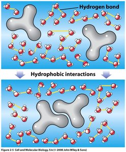 Hydrophobic interactions