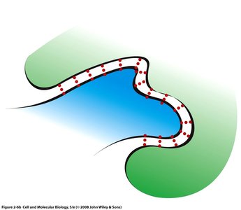 Strengths of acids and bases