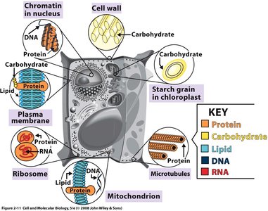 Biological molecules in a cell