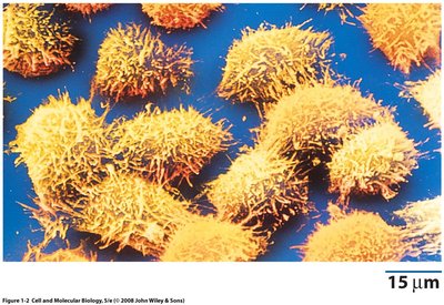 Cultured cells and cell structure