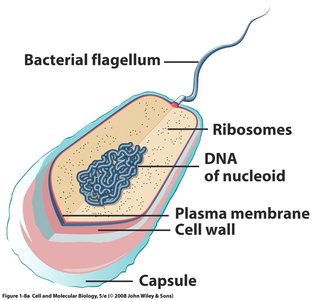 Structure of a prokaryotic cell