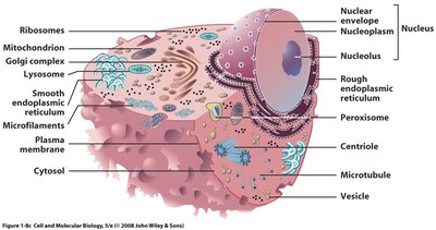 Structure of a eukaryotic cell