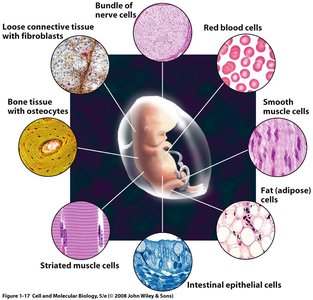 Cell differentiation in multicellular organisms