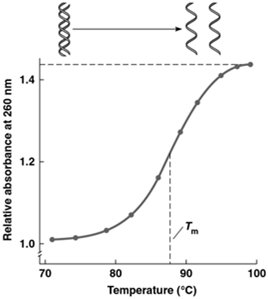 DNA melting curve showing Tm and absorbance at 260 nm