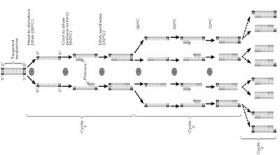 PCR cycle showing denaturation, annealing, and extension