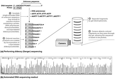 Sanger sequencing process and automated readout