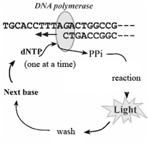 Pyrosequencing cycle showing light emission upon nucleotide incorporation