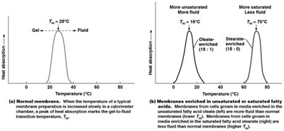 Membrane transition temperature and effect of fatty acid saturation