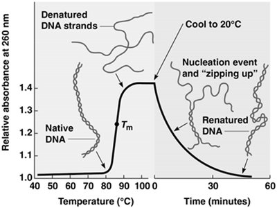 DNA denaturation and renaturation curve with hybridization steps