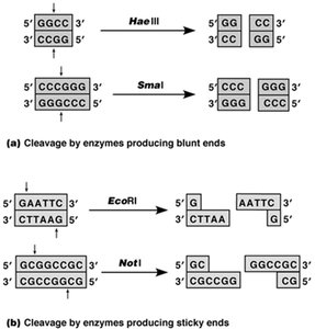 Cleavage of DNA by restriction enzymes producing blunt and sticky ends