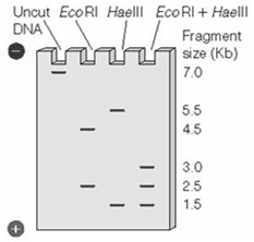 Gel electrophoresis of restriction fragments