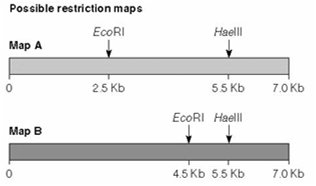 Possible restriction maps for two DNA samples (duplicate for clarity)