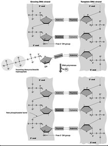 DNA polymerase mechanism and phosphodiester bond formation