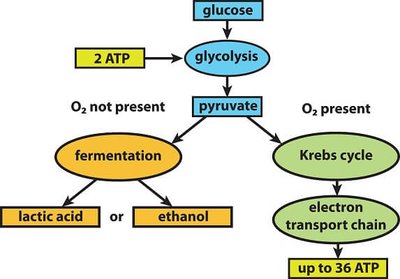 Overview of glycolysis, fermentation, and aerobic respiration