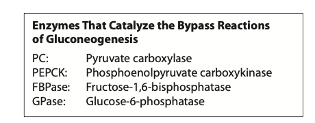 Enzymes that catalyze the bypass reactions of gluconeogenesis