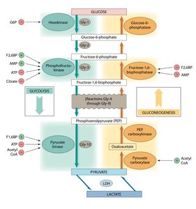 Regulation of glycolysis and gluconeogenesis