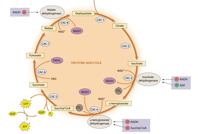The citric acid cycle (Krebs cycle)