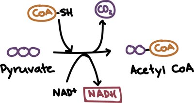 Conversion of pyruvate to acetyl CoA