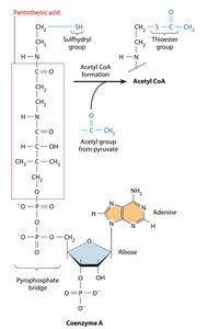 Structure of Coenzyme A