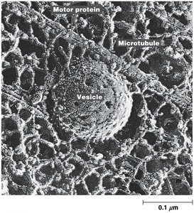 Microtubule, motor protein, and vesicle