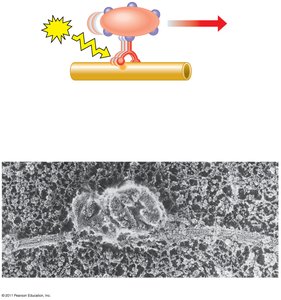 Motor protein moving along microtubule
