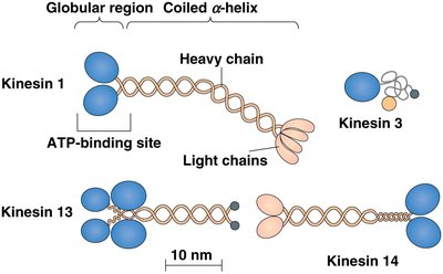 Kinesin protein structure