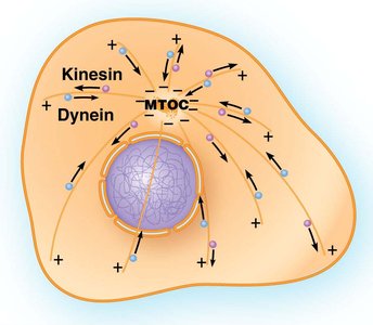 Microtubule motors directing vesicle transport