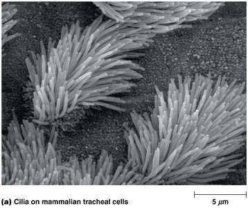 Cilia on mammalian tracheal cells